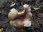 Bársonyos fapereszke (Tricholomopsis rutilans), Őrség